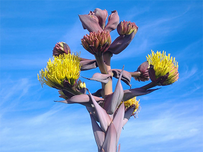 Baja Agave Bloom