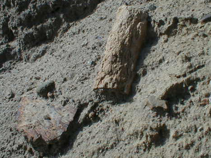 Partially Buried Petrified Logs
