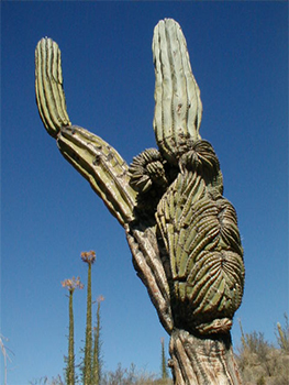 Strange Cacti