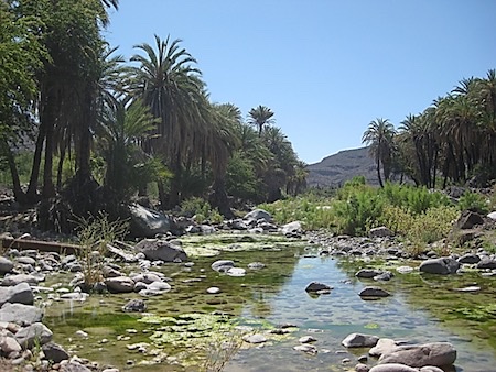 Stream and oasis at Santa Gertrudis Baja