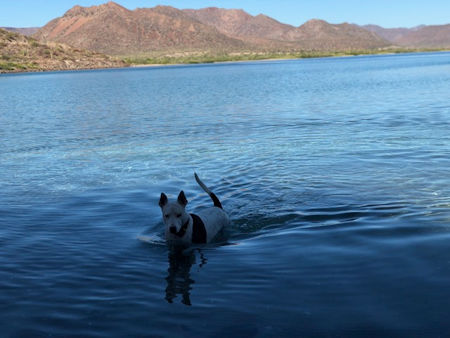 Dog in Sea of Cortez