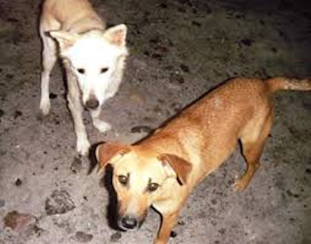 Baja dogs