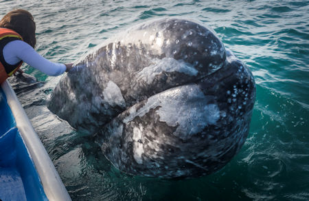 Mother Gray Whale Baja