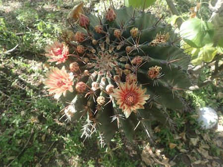 Cactus Sactuary Baja Sur
