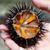 Diving for Urchins Baja