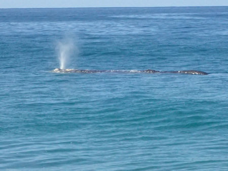 Gray Whale Laguna La Poza Todos Santos Baja California Sur