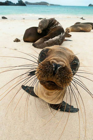 Sea Lion on Beach Baja Sur