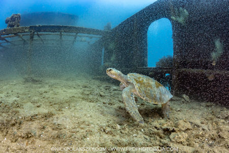 Sea Turtle Baja Sur