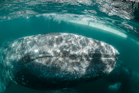 Gray Whale Bahía Magdalena Baja