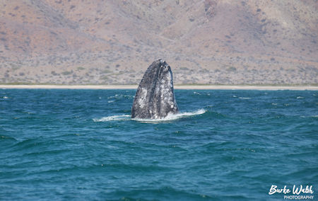 Gray Whale Baja