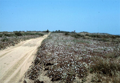 Baja Dirt Road