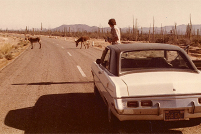 Donkeys on the Baja highway
