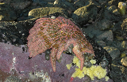 Gulf Sun Starfish