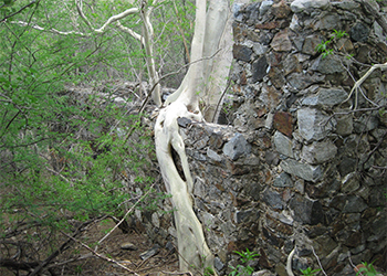 Real de Santa Ana wall and tree