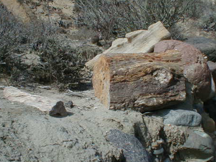 Two Petrified Logs In El Rosario