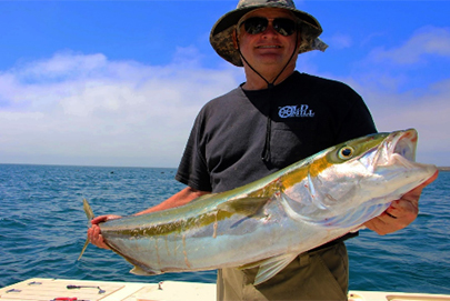 Baja Fishing - San Quintin Yellowtail